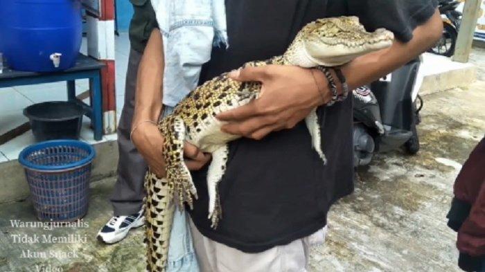 Ada-ada Saja, Untuk Takuti Lawannya saat Tawuran, Pelajar Membawa Buaya